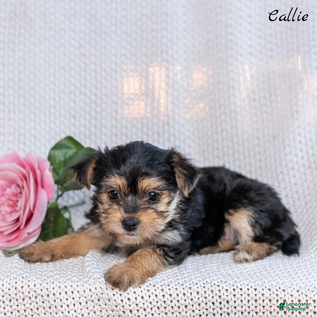 Morkie dogs for sale: Callie - Ad 3