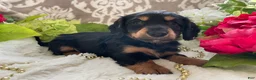 Miniature Dachshund dogs for sale: Kenzi - Ad 6