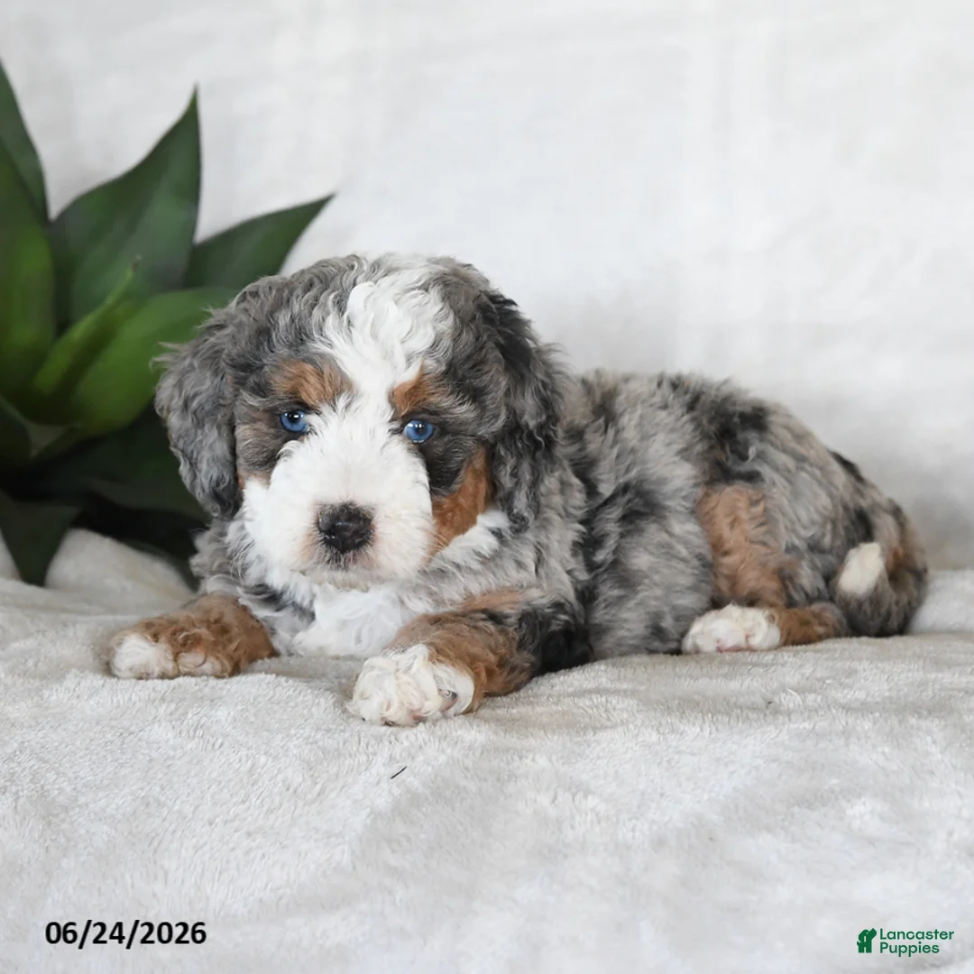 Bernedoodle dogs for sale: Lyra - Ad 2