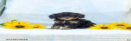 Cavapoo dogs for sale: Krissy - Ad 3