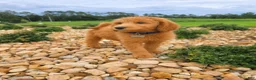 Goldendoodle dogs for sale: Milo - Ad 2