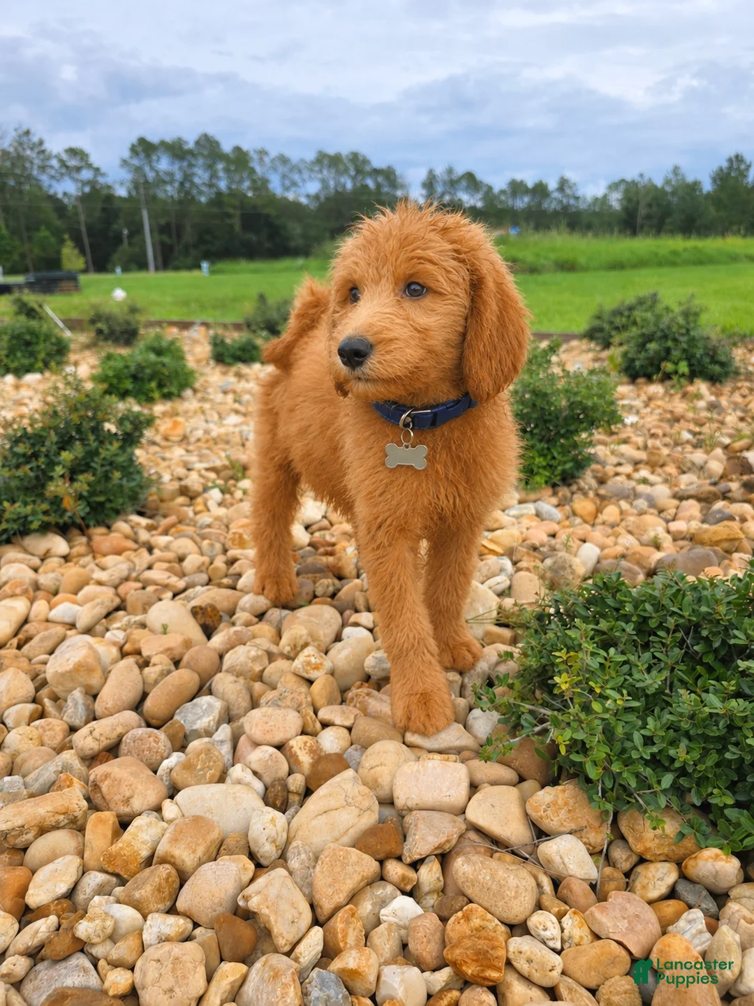 Goldendoodle dogs for sale: Milo - Ad 2