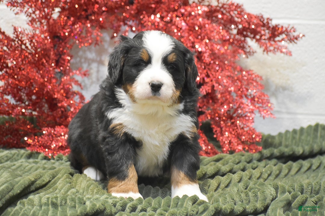 Bernese Mountain Dog dogs for sale: Carly - Ad 3