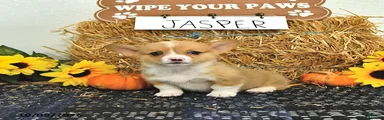 Jasper