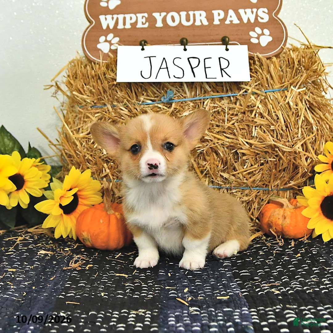 Welsh Corgi Pembroke dogs for sale: Jasper - Ad 1