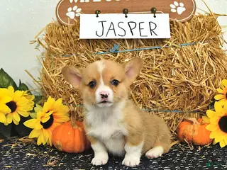 Welsh Corgi Pembroke dogs Jasper - Ad 1