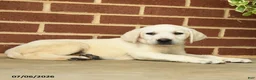 Labrador Retriever dogs for sale: Dianne - Ad 5