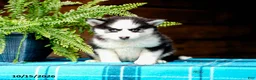 Pomsky dogs for sale: Regina - Ad 7