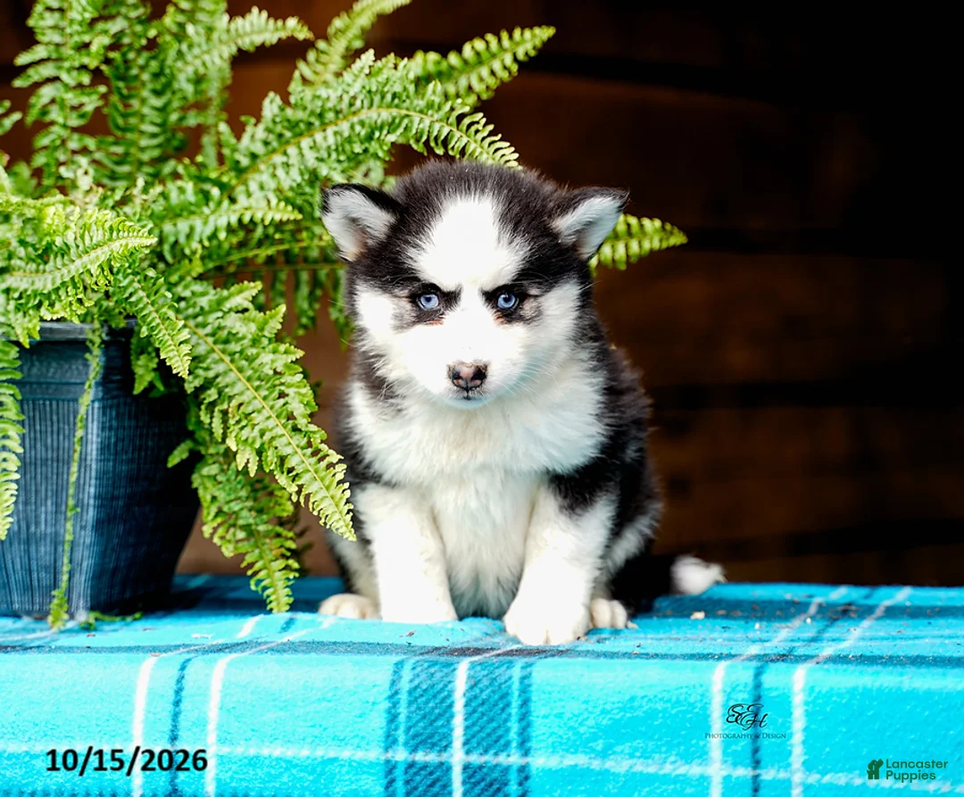 Pomsky dogs for sale: Regina - Ad 7