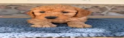 Mini Goldendoodle dogs for sale: Carl - Ad 3