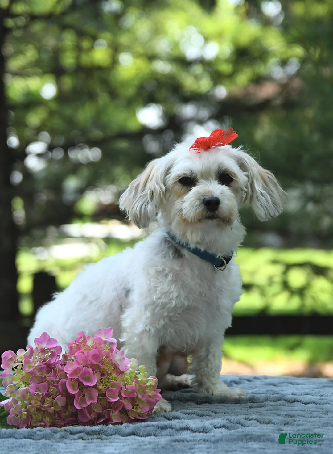 Havapoo dogs for sale: Ember - Ad 16