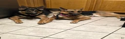 German Shepherd dogs for sale: Marshall - Ad 4