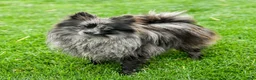 Pomeranian dogs for sale: Blossom  - Ad 6