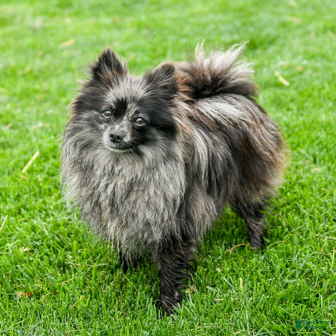 Pomeranian dogs for sale: Blossom  - Ad 6