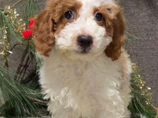 Mini Goldendoodle dogs Sam - Ad 22