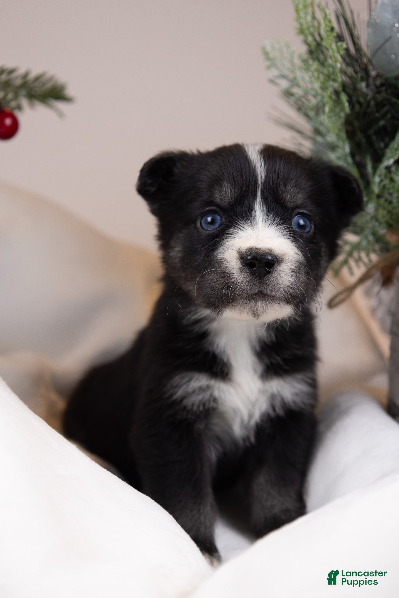 Goberian dogs Baby - Ad 21