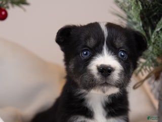 Goberian dogs Baby - Ad 21