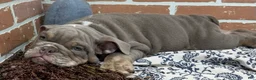 English Bulldog dogs for sale: Emmitt - Ad 4