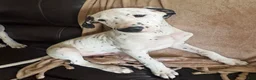 Mixed Breed dogs for sale: Miles - Ad 5