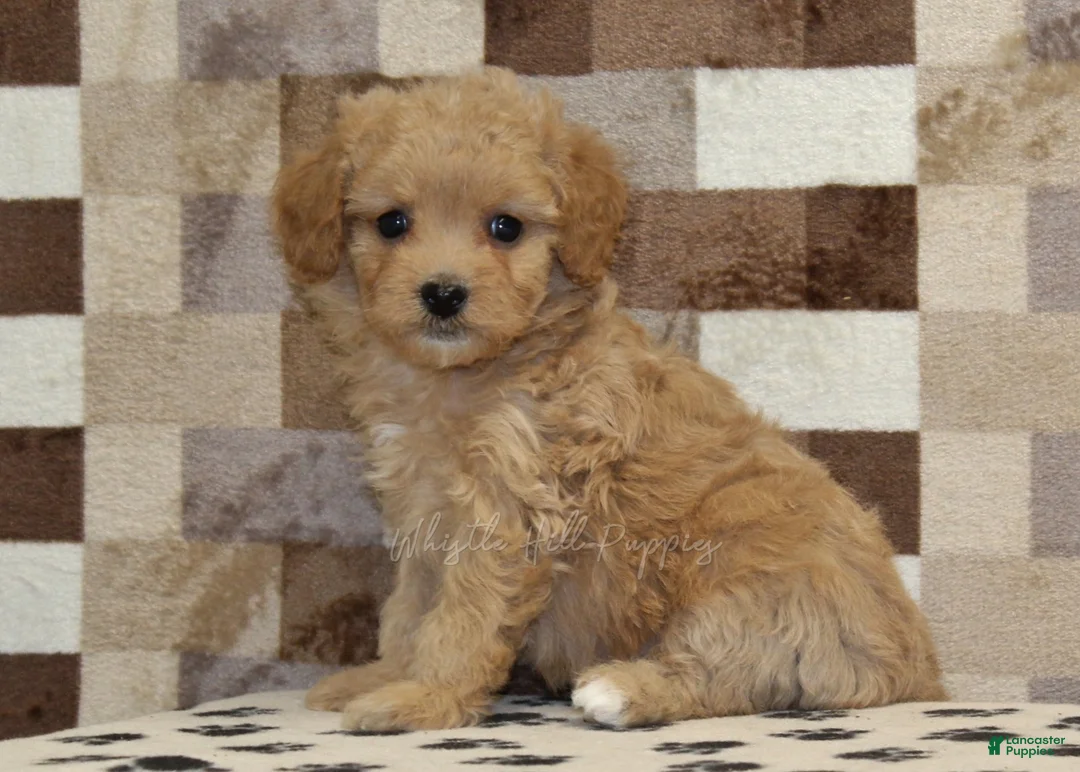 Mixed Breed dogs for sale: Marley - Ad 4