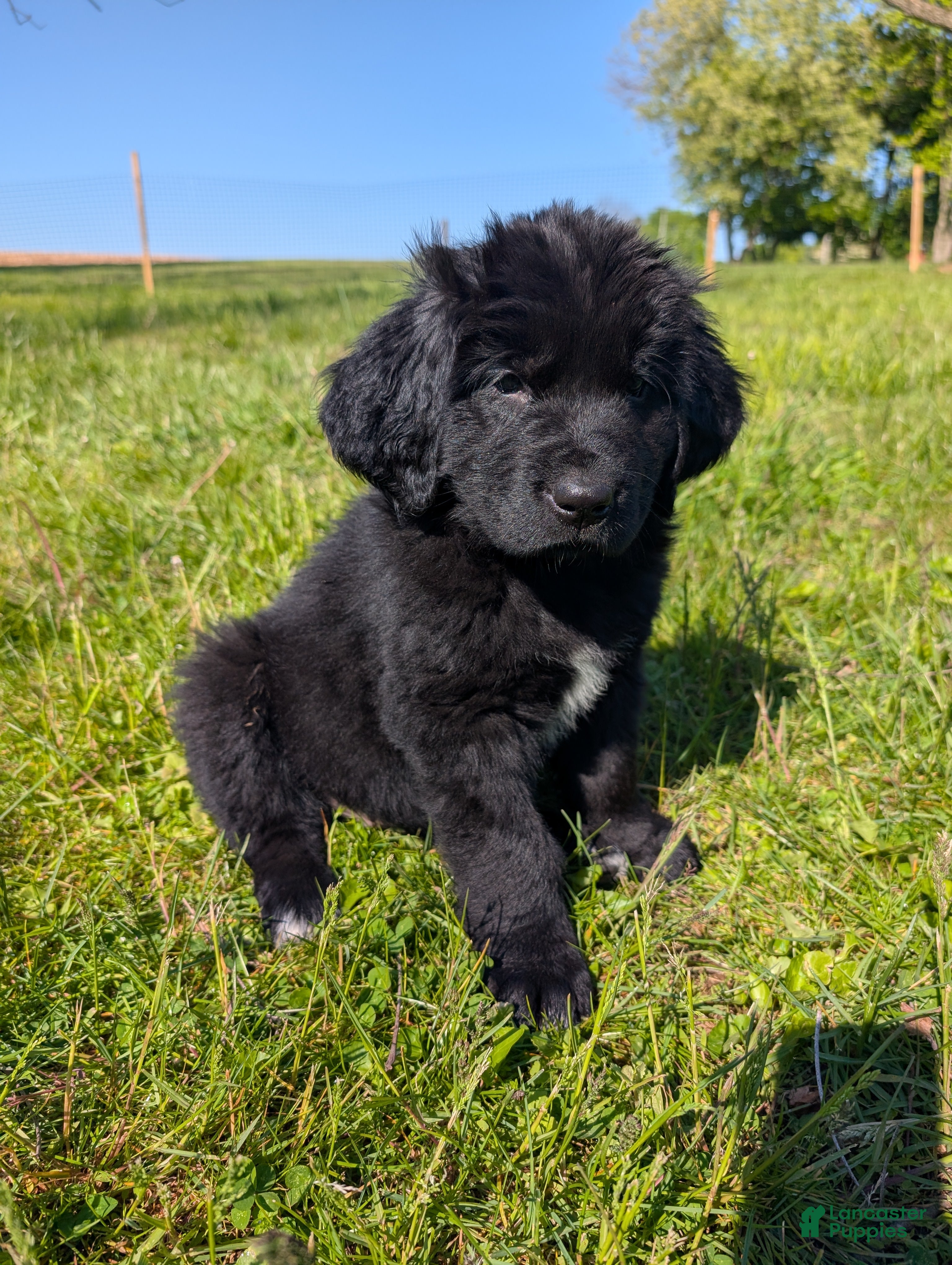 Newfoundland dogs Haven - Ad 33