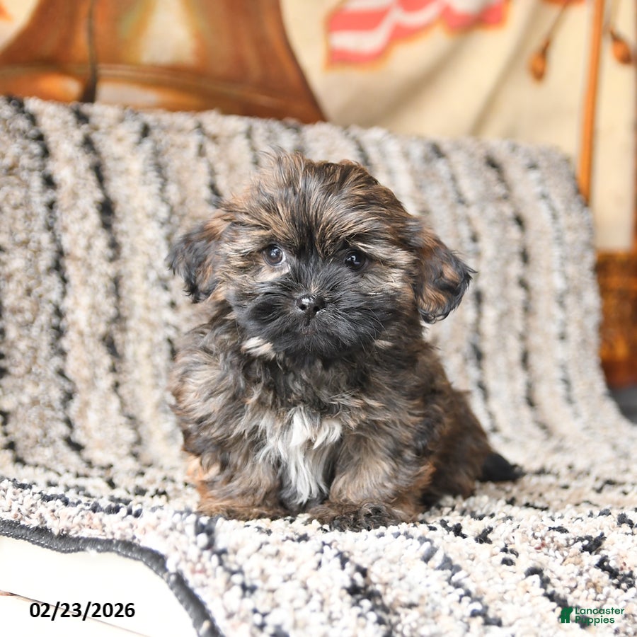 Shorkie dogs Jack  - Ad 1