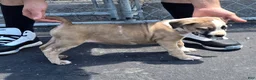 Mixed Breed dogs for sale: Hawks Sunny - Ad 3