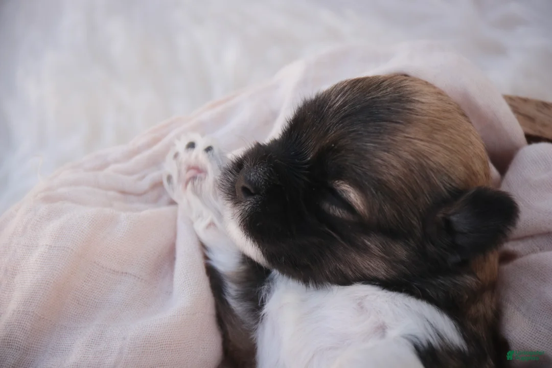 Havanese dogs for sale: Honey Havanese  - Ad 5