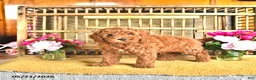 Cavapoo dogs for sale: Victor - Ad 2