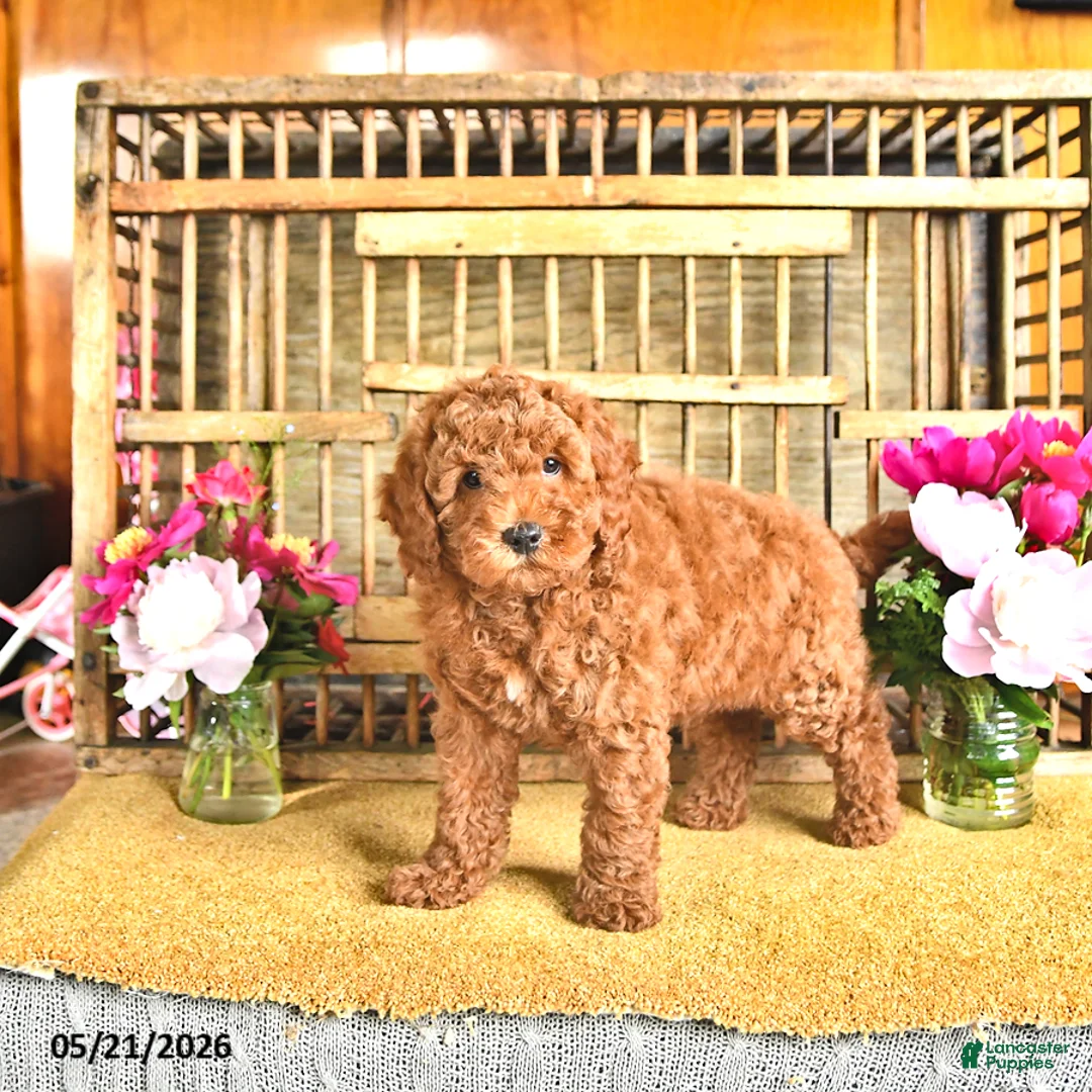 Cavapoo dogs for sale: Victor - Ad 2