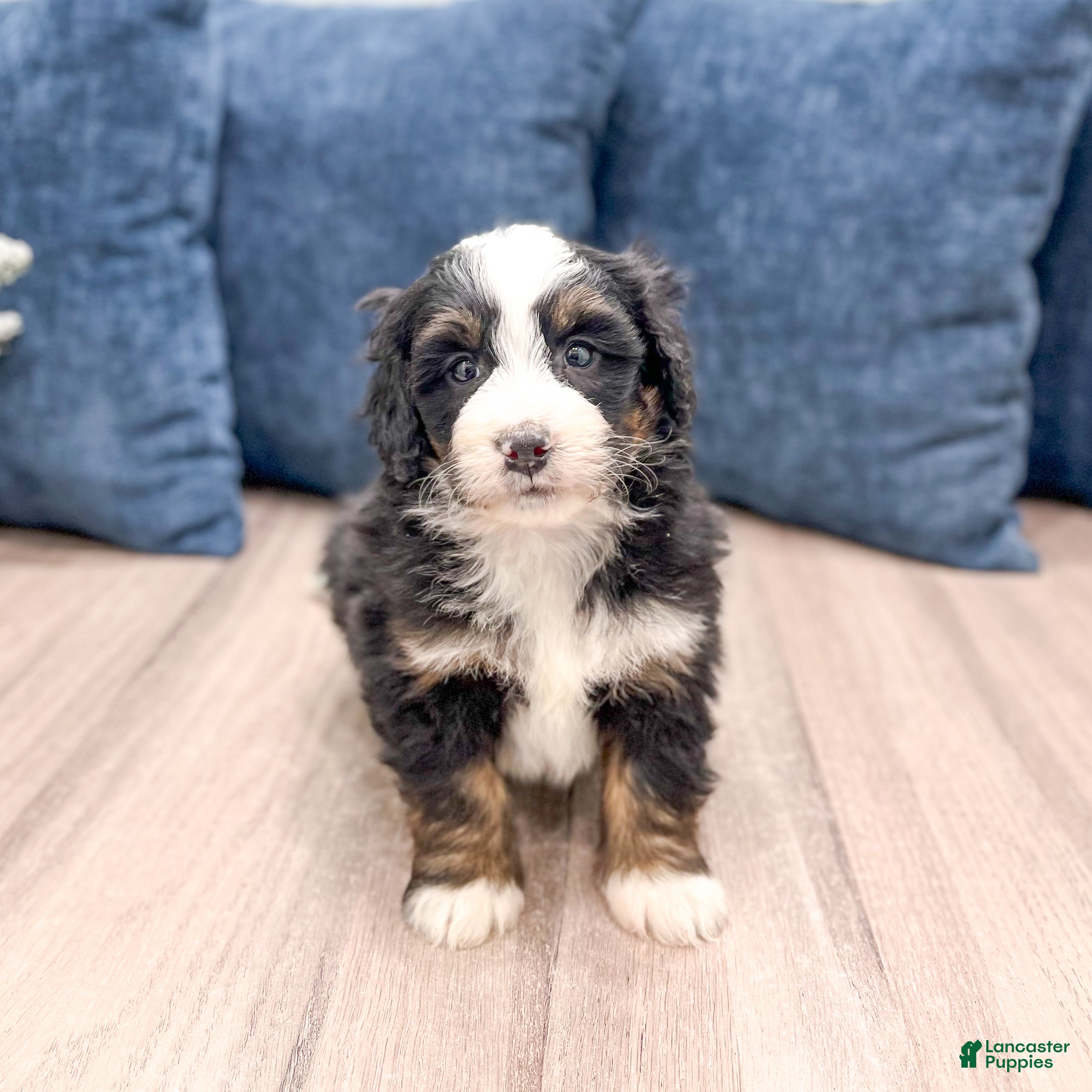 Mini Bernedoodle dogs Banjo - Ad 21