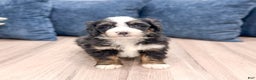 Mini Bernedoodle dogs for sale: Banjo - Ad 1