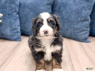 Mini Bernedoodle dogs Banjo - Ad 41
