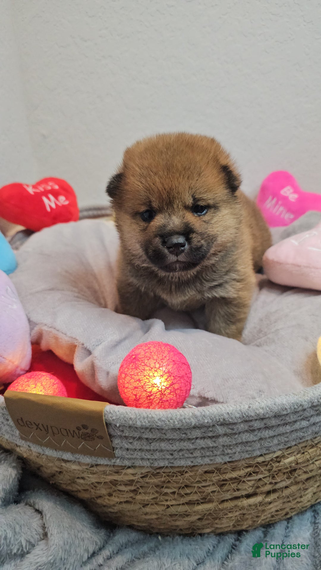 Shiba Inu dogs for sale: Rin - Ad 5