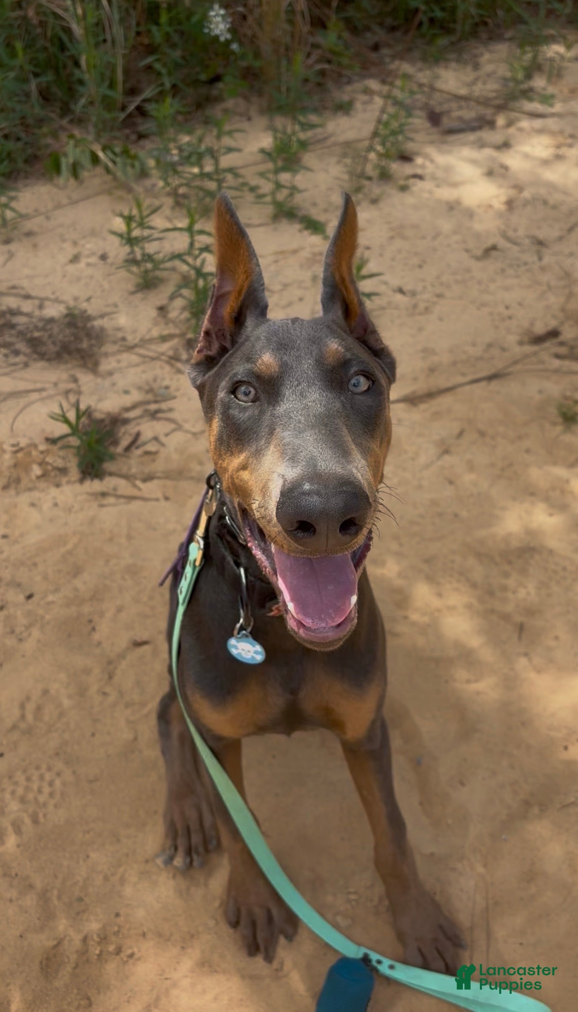 Doberman Pinscher dogs Trained blue pup - Ad 11