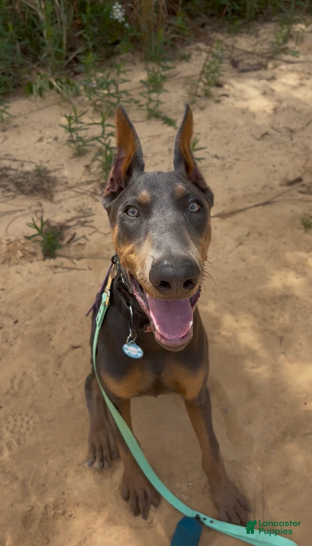 Doberman Pinscher dogs for sale: Trained blue pup - Ad 2