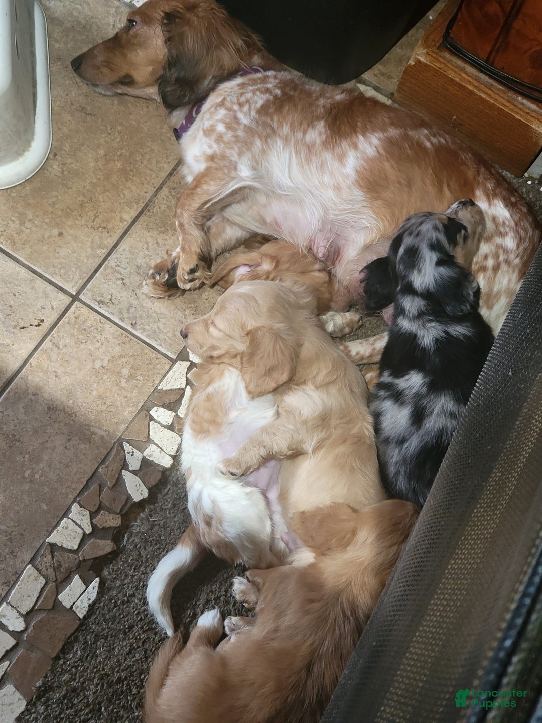Miniature Dachshund dogs for sale: Oreo - Ad 6