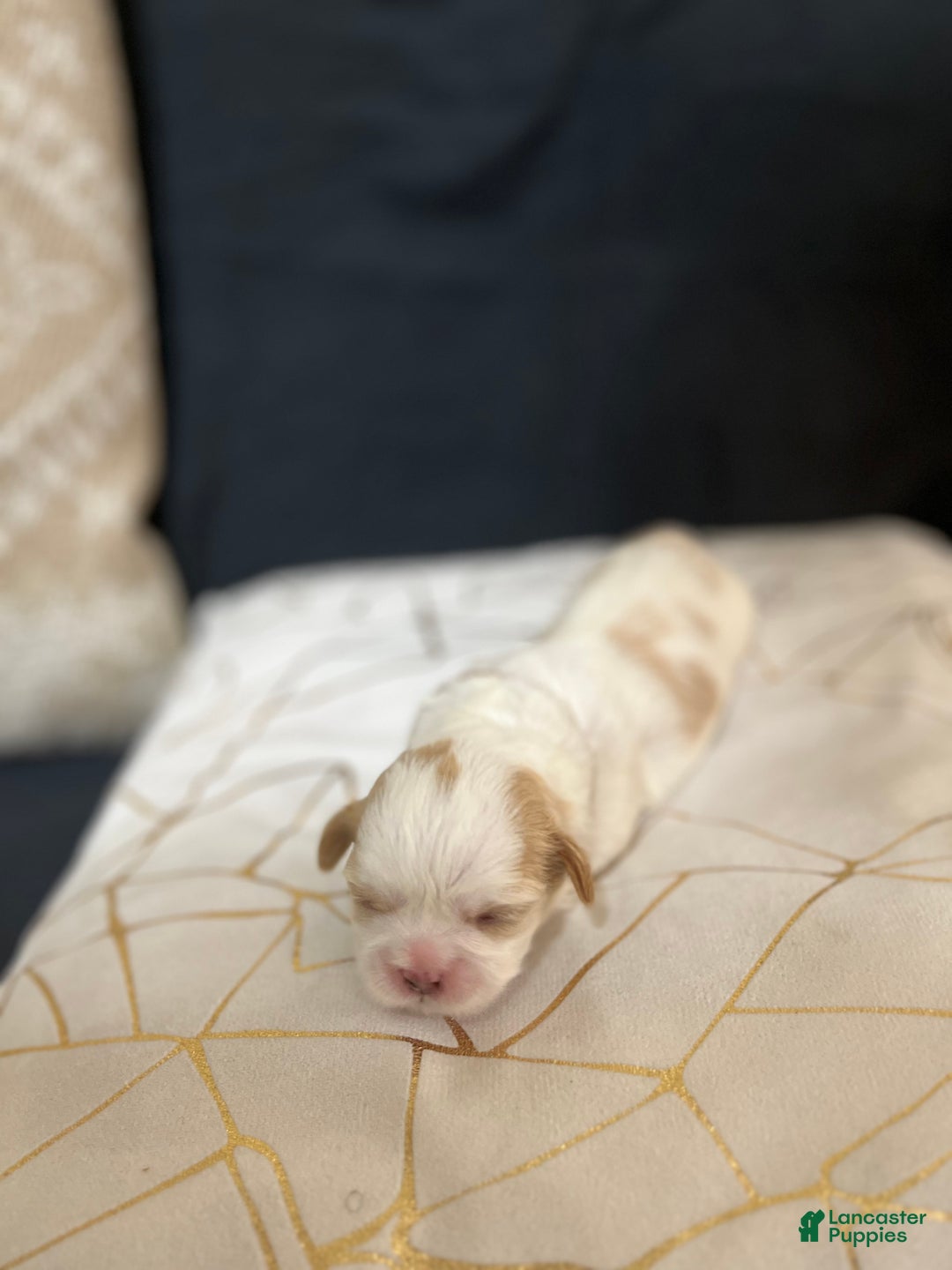 Shih Tzu dogs for sale: Rose - Ad 4