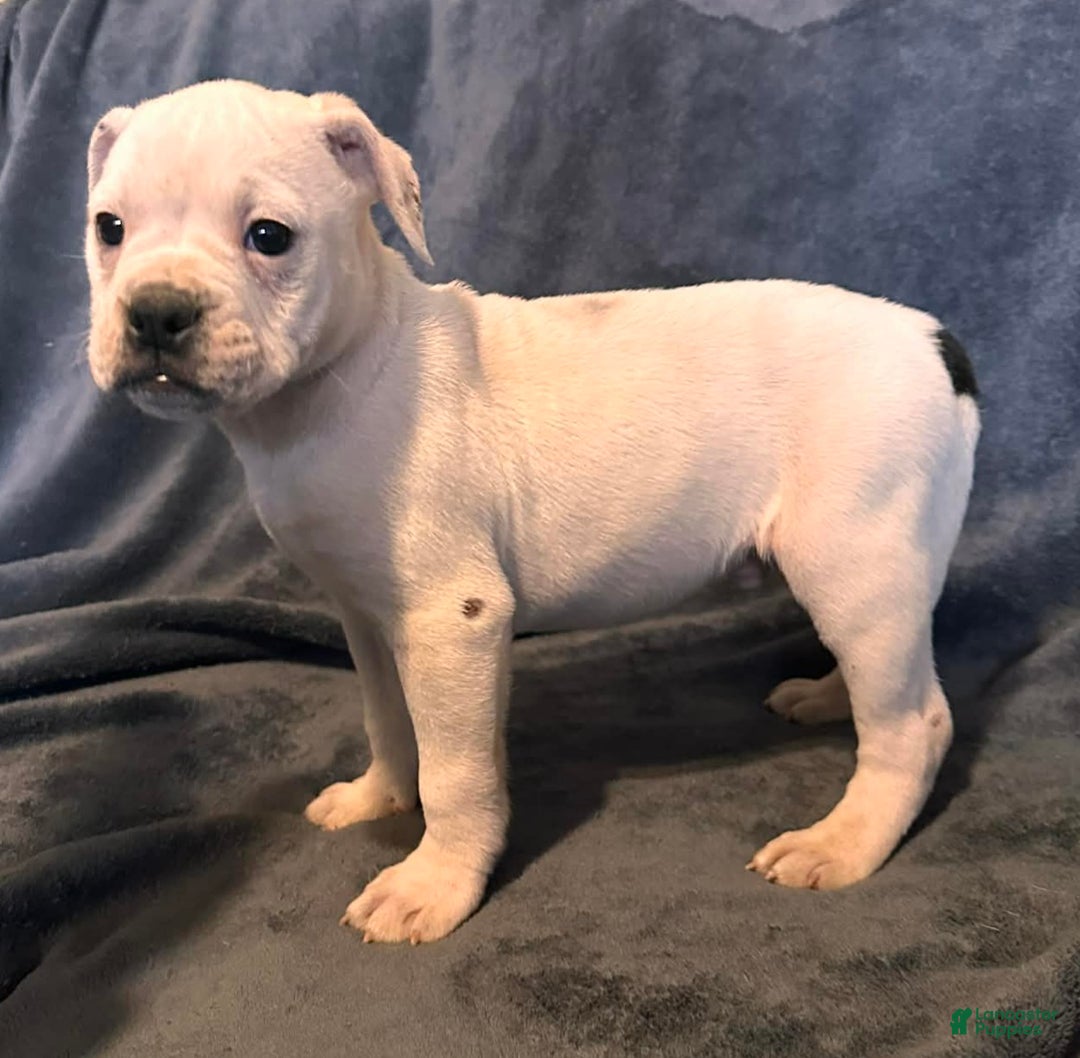 Alapaha Blue Blood Bulldog dogs for sale: Alapaha Blue Blood Bulldog Puppy 1 - Ad 4