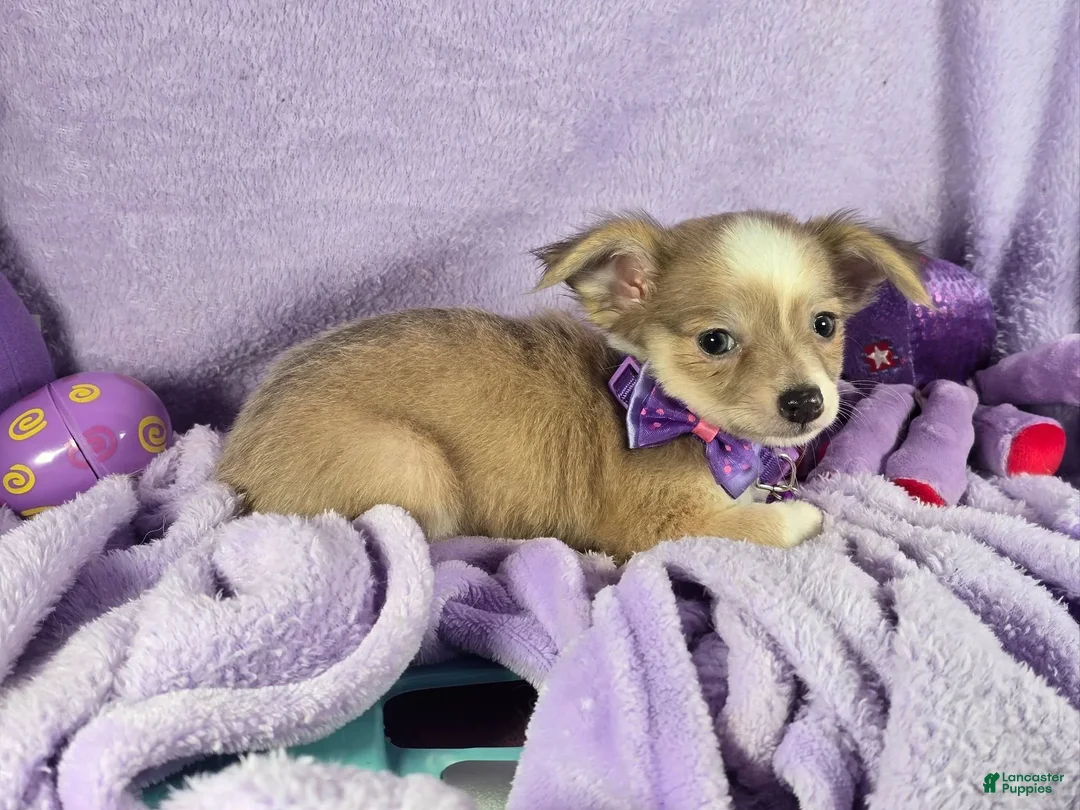 Chihuahua dogs for sale: Nikole LH - Ad 5