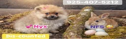 Pomeranian dogs for sale: NYX - F - Ad 1