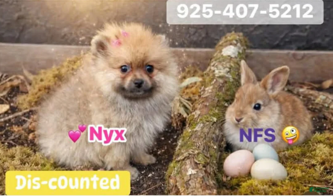 Pomeranian dogs for sale: NYX - F - Ad 1