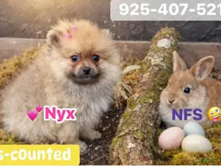Pomeranian dogs for sale: NYX - F - Ad 1