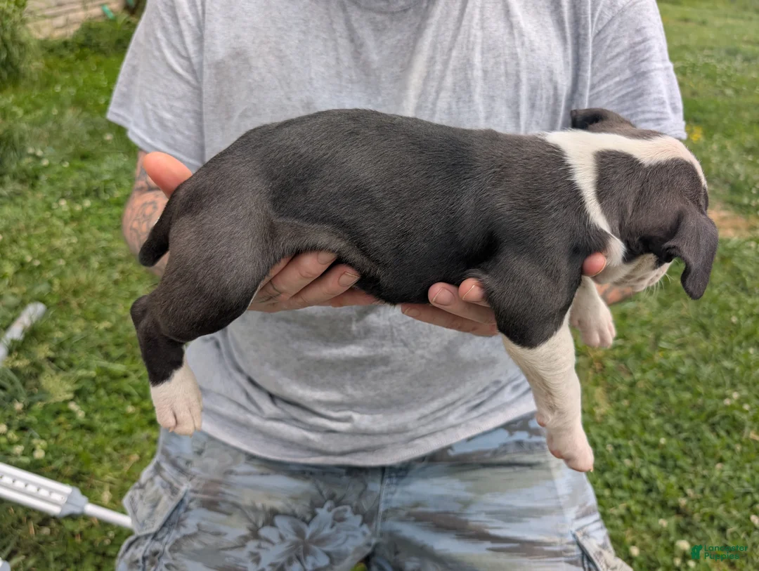 American Pit Bull Terrier dogs for sale: American Pit Bull Terrier Puppy 4 - Ad 2