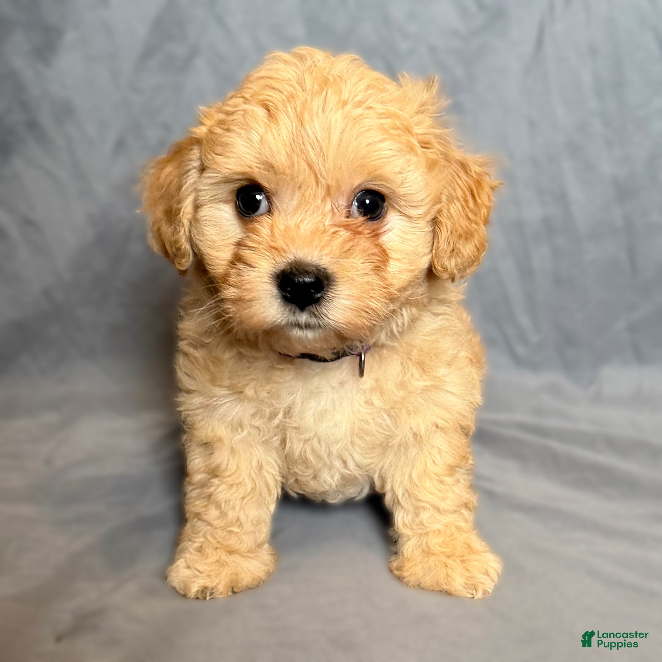 Mini Goldendoodle dogs Precious  - Ad 35