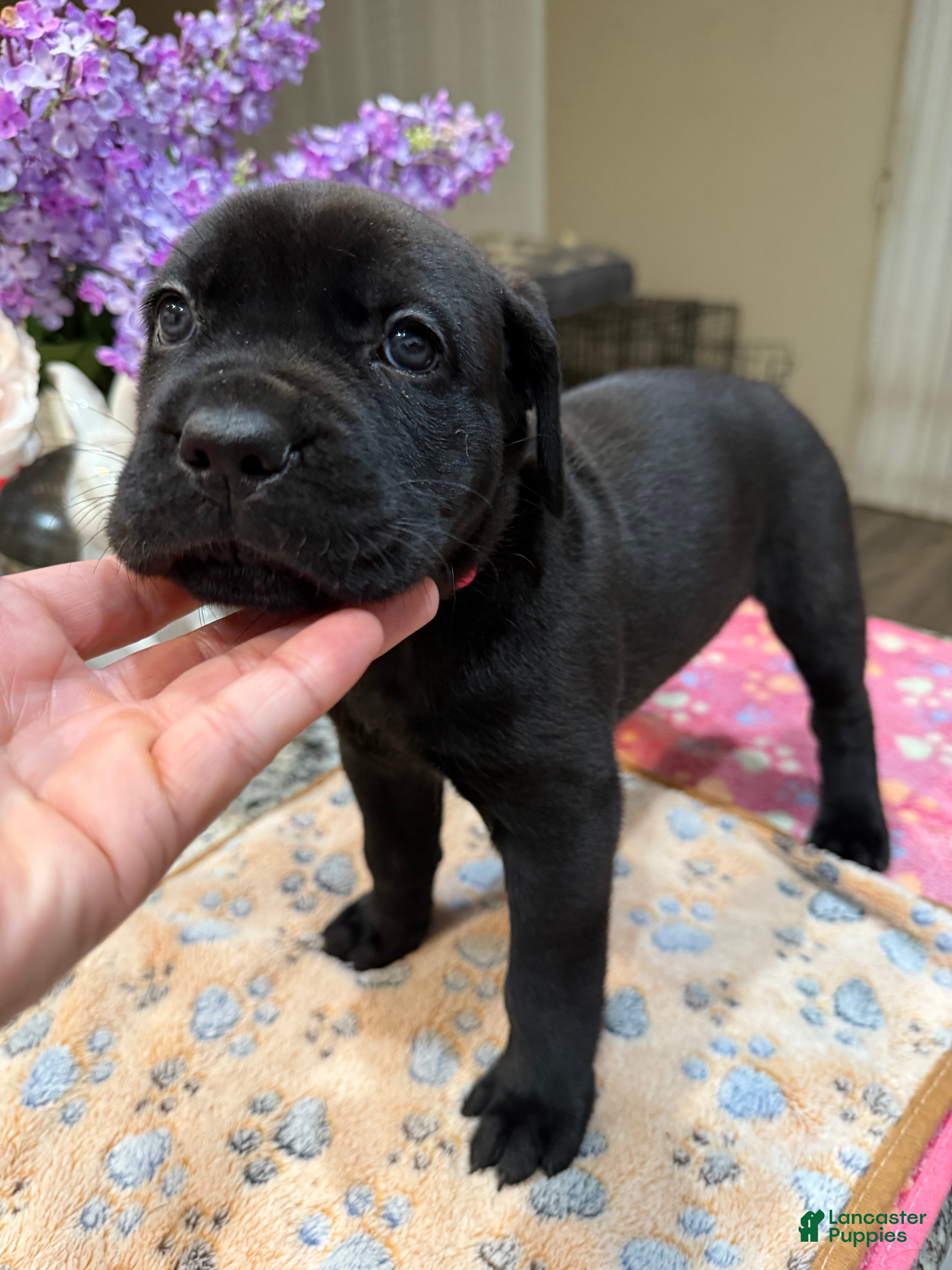 Cane Corso dogs Pink Collar: Female - Ad 10