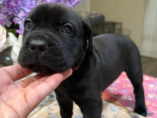 Cane Corso dogs Pink Collar: Female - Ad 10