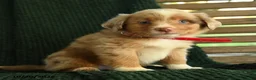 Miniature Australian Shepherd dogs for sale: Birch - Ad 3