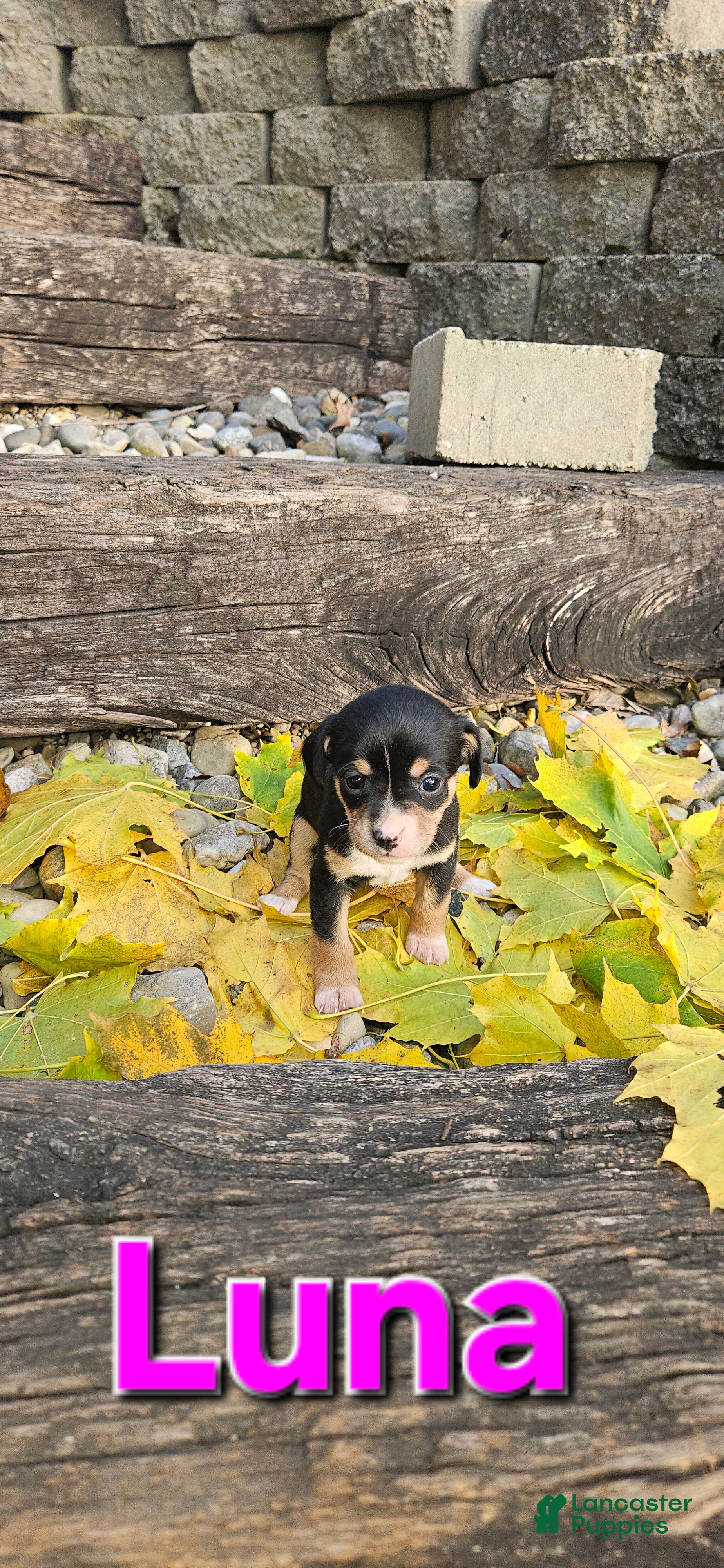 Mixed Breed dogs Luna - Ad 28