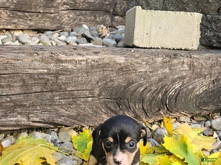 Mixed Breed dogs Luna - Ad 25